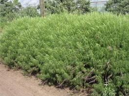 Полынь древовидная или «божье дерево» (Artemisia abrotanum)