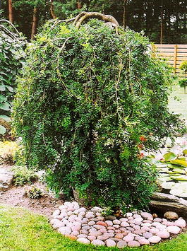 Карагана древовидная плакучая форма (Caragana arborescens «Pendula»)