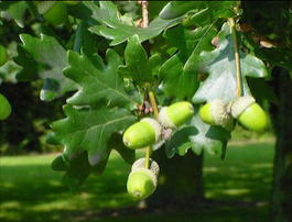 Дуб черешчатый (Quercus robur)