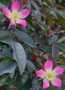 Роза сизая (Rosa glauca)