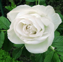 Роза морщинистая «Blanc Double de Coubert» (Rosa rugosa «Blanc Double de Coubert»)