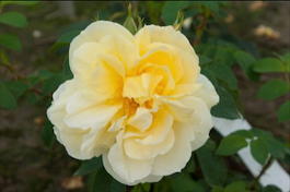 Роза морщинистая «Gelbe Dagmar Hastrup» (Rosa rugosa «Gelbe Dagmar Hastrup»)