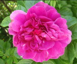 Роза морщинистая «Hansa» (Rosa rugosa «Hansa»)