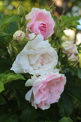 Роза морщинистая «Polareis» (Rosa rugosa «Polareis»)