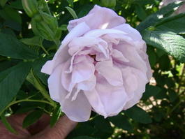 Роза морщинистая «Шнеекоппе» (Rosa rugosa «Schneekoppe»)