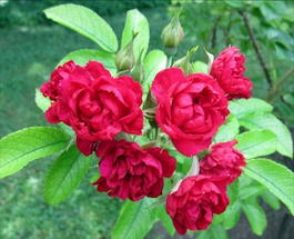 Роза морщинистая «Signe Relander» (Rosa rugosa «Signe Relander»)
