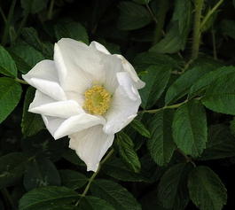 Роза ругоза ф. «Альба» (Rosa rugosa var. «Alba»)