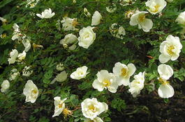 Роза колючейшая (Rosa spinosissima)