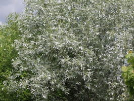 Ива белая ф. серебристая (Salix alba f. Argentea)