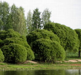 Ива ломкая шаровидная (Salix fragolis)