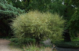 Ива пурпурная «Грацилис» (Salix purpurea «Gracilis»)