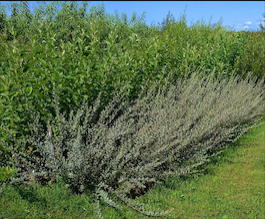 Ива ползучая Argentea (Salix repens Argentea)