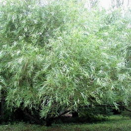 Ива Шверина (Salix schwerinii)
