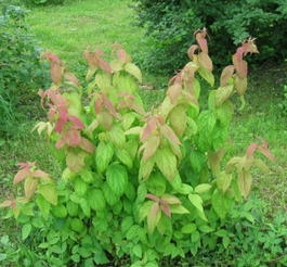 Спирея японская «Макрофила» (Spiraea japonica «Macrophylla»)