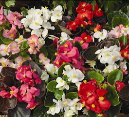 Бегония вечноцветущая (Begonia semperflorens)