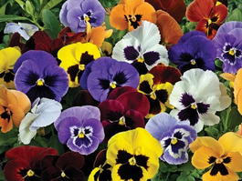 Анютины глазки (Viola wittrockiana)