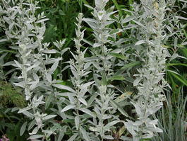 Полынь луизианская (Artemisia ludoviciana)