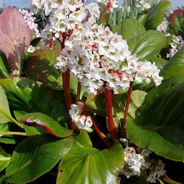Бадан гибридный «Bressingham White» (Bergenia hybrida «Bressingham White»)