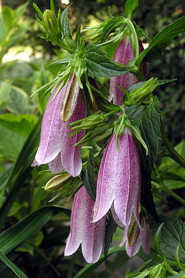Колокольчик точечный «Рубиновый цветок» (Campanula punctata «Rubriflora»)