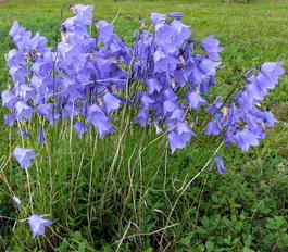 Колокольчик круглолистный «Лавандер» (Campanula rotundifolia «Lavender»)