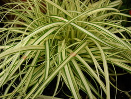 Осока Охименская «Evergold» (Carex ochimensis «Evergold»)