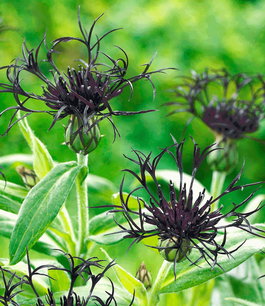 Василёк горный «Black Sprite» (Centaurea montana «Black Sprite»)