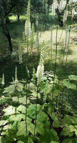 Клопогон сердцелистный (Cimicifuga cordifolia)