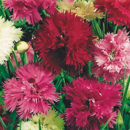 Гвоздика перистая «Махровая смесь» (Dianthus plumaris double flowered mixed)