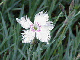 Гвоздика перистая «Ine» (Dianthus plumarius «Ine»)