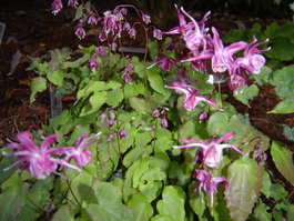 Горянка крупноцветковая «Lilafee» (Epimedium grandiflorum «Lilafee»)