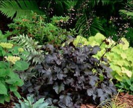 Гейхера гибридная «Black Pearl» (Heuchera hybride «Black Pearl»)