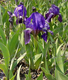 Ирис бородатый карликовый (Iris barbatus Miniature Dwarf Bearded)