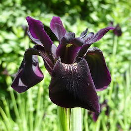 Ирис золотисто-расписной «Black Form» (Iris chrysographes «Black Form»)