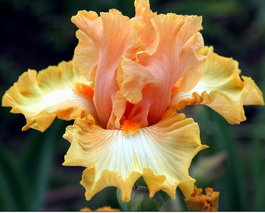 Ирис бородатый «Orange Chariot» (Iris germanica «Orange Chariot»)