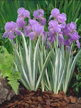 Iris pallida «Albo Variegata» (Ирис бледный «Albo Variegata»)