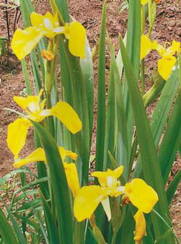 Ирис болотный (Iris pseudаcorus)
