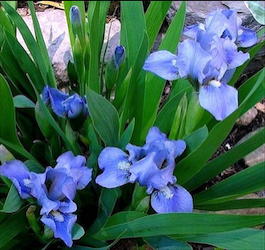 Iris pumila «Blue Denim» (Ирис карликовый «Blue Denim»)