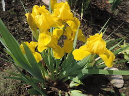 Ирис карликовый «Brassie» (Iris pumila «Brassie»)