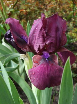 Ирис карликовый «Demon» (Iris pumila «Demon»)