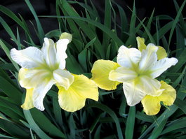 Ирис сибирский «Butter and Sugar» (Iris sibirica «Butter and Sugar»)
