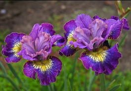 Ирис сибирский «How Audacious» (Iris sibirica «How Audacious»)