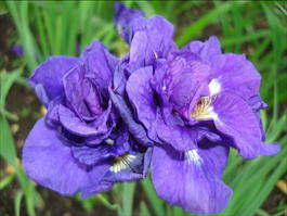 Ирис сибирский «Kabluey» (Iris sibirica «Kabluey»)