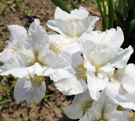 Ирис сибирский «Not Quite White» (Iris sibirica «Not Quite White»)