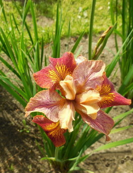 Ирис сибирский «Paprikash» (Iris sibirica «Paprikash»)