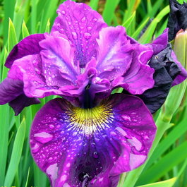 Ирис сибирский «Spindazzle» (Iris sibirica «Spindazzle»)