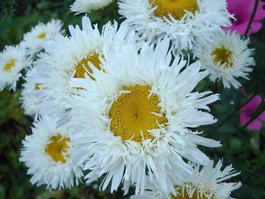 Нивяник крупноцветковый «Крейзи Дэйзи» (Leucanthemum maximum «Crazy Daisy»)