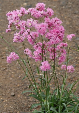 Кукушкин цвет обыкновенный, или Лихнис «Petite Jenny» (Lychnis flos-cuculi «Petite Jenny»)