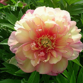 Пион Ито-гибрид «Julia Rose» (Paeonia Itoh Hybrids «Julia Rose»)