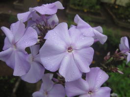 Флокс метельчатый «Лилак Тайм» (Phlox paniculata «Lilac Time»)