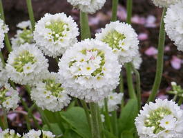 Примула мелкозубчатая «Alba» (Primula denticulata «Alba»)